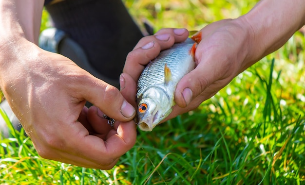 Peces colgando de un anzuelo de pesca de cerca