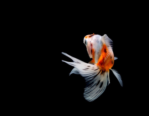 peces de colores aislados sobre fondo negro