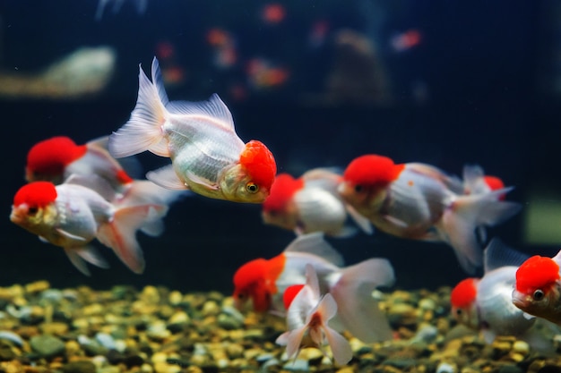 peces de colores chupa una roca en el acuario