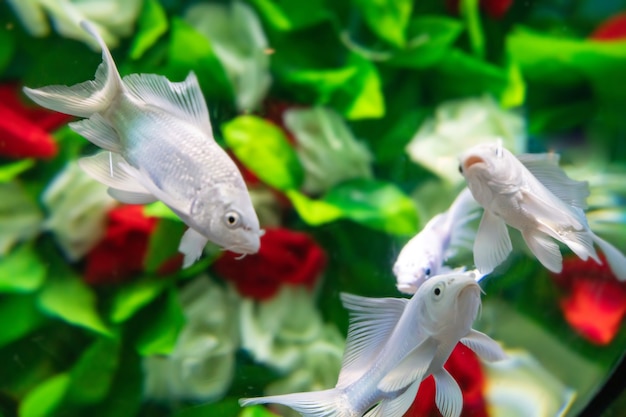 Foto los peces de colores nadan entre las flores bajo el agua.