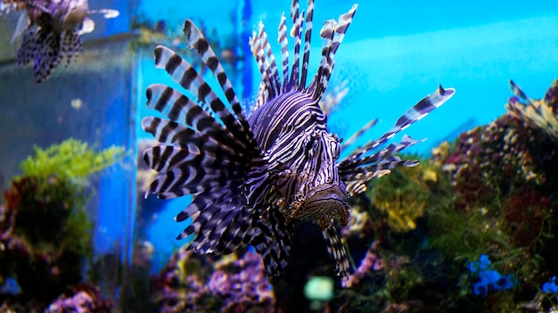 Peces de colores con plumas bajo el agua.