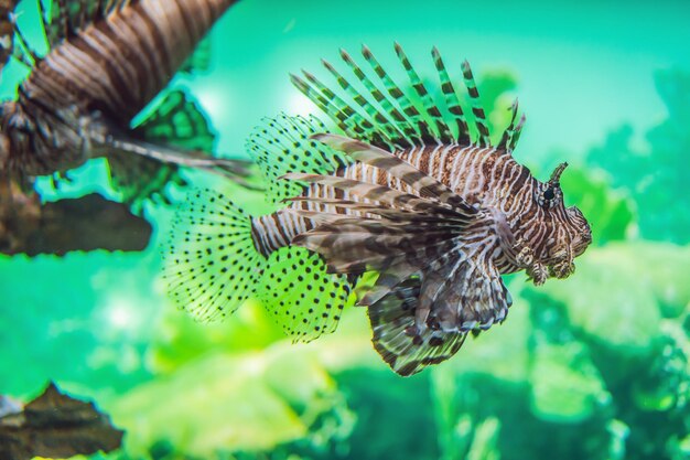 Peces coloridos de acuario en agua azul oscuro y profundo