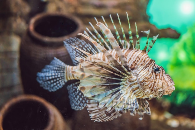 Peces coloridos de acuario en agua azul oscuro y profundo