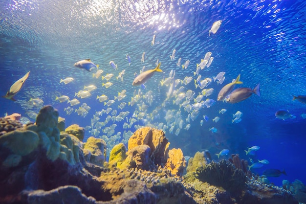 Peces coloridos de acuario en agua azul oscuro y profundo