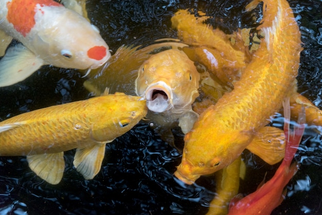 peces coloridos de la carpa abren la boca para comer