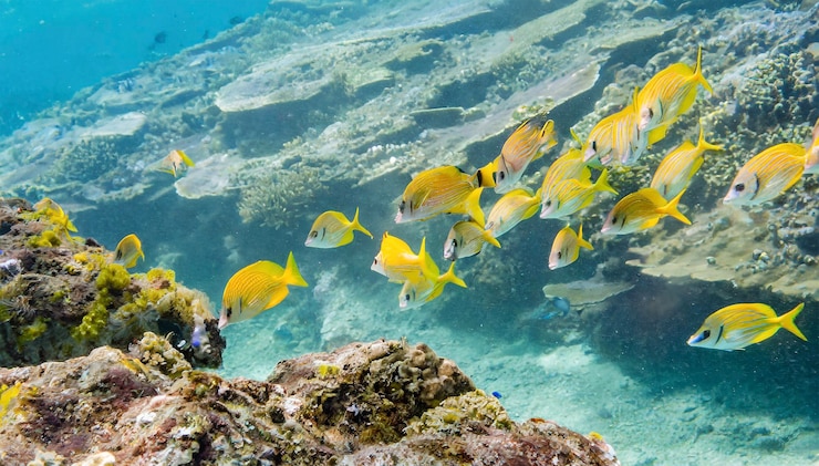 peces coloridos nadando en el mar tropical