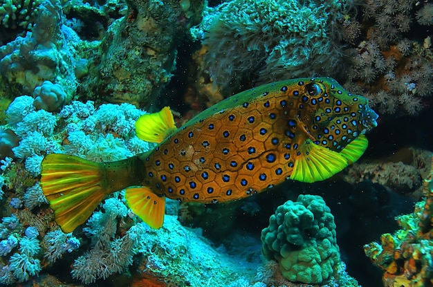 peces de coral en la foto submarina del mar rojo