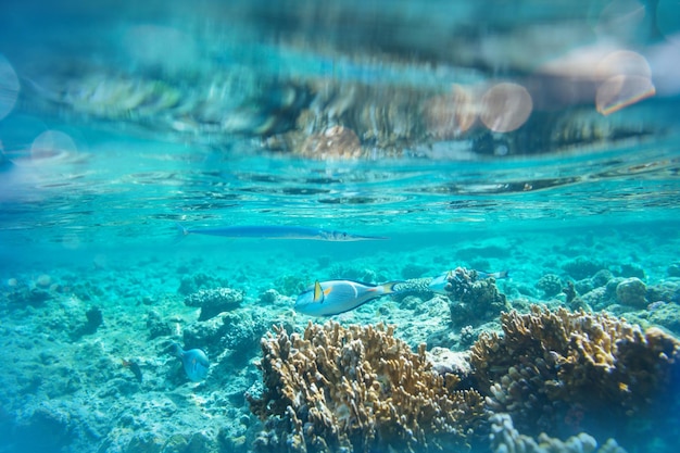 peces coralinos