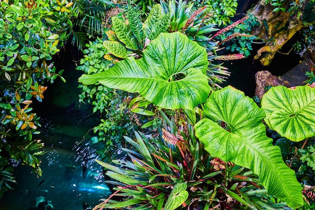 Foto peces en una corriente de agua azul con una vida vegetal vibrante en el bioma de la selva tropical