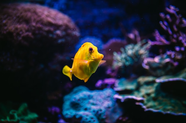 Peces dentro de un acuario