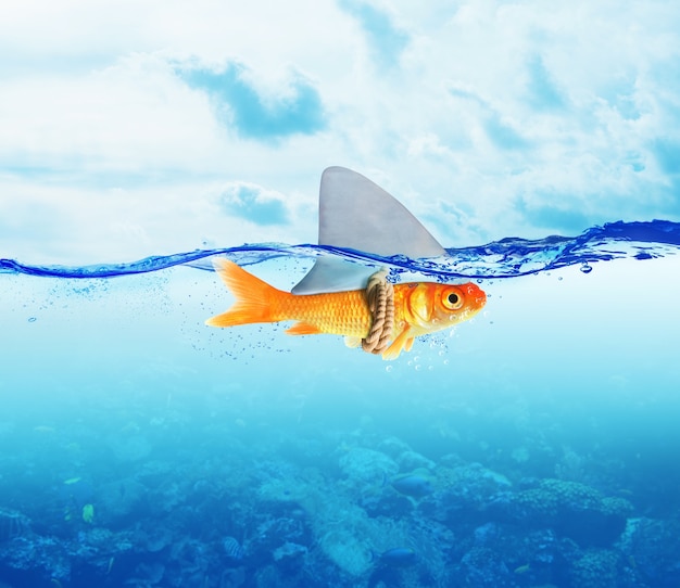 Foto peces disfrazados de tiburón en el mar