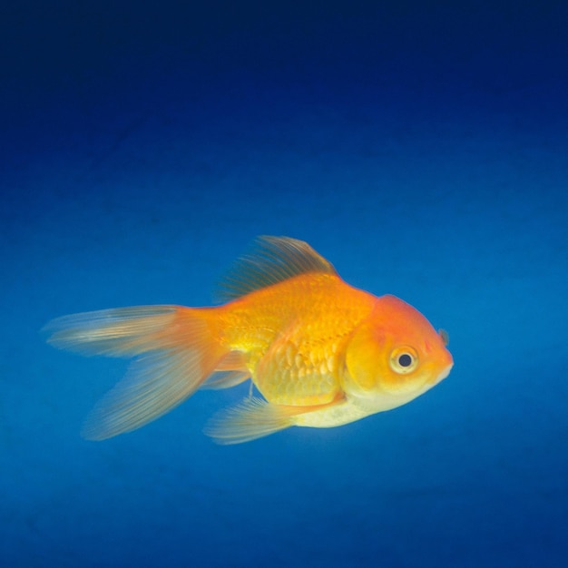 Peces dorados sobre un fondo azul