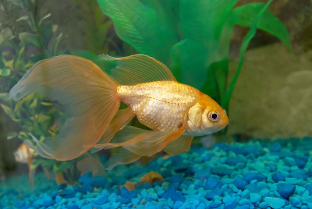 Peces dorados tropicales en acuario.