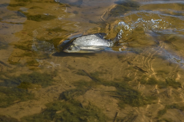 Peces enfermos en el agua cerca de la costa.