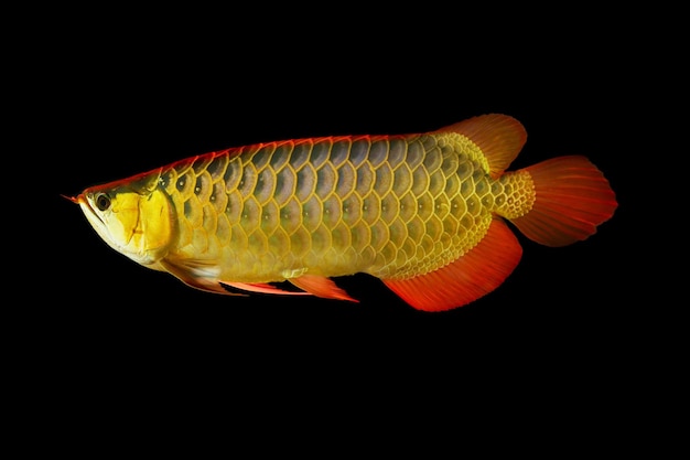 Foto peces de la especie arowana