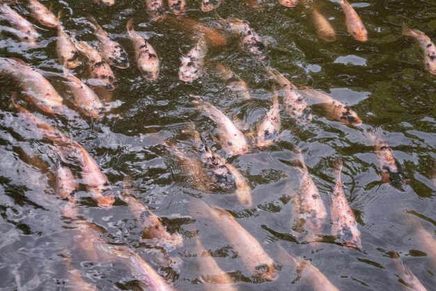 Los peces están nadando para esperar a comer