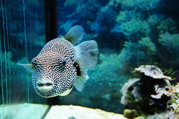 Peces exóticos del mundo submarino en un acuario