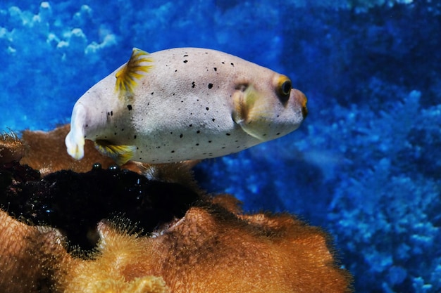 Peces exóticos del mundo submarino en un acuario