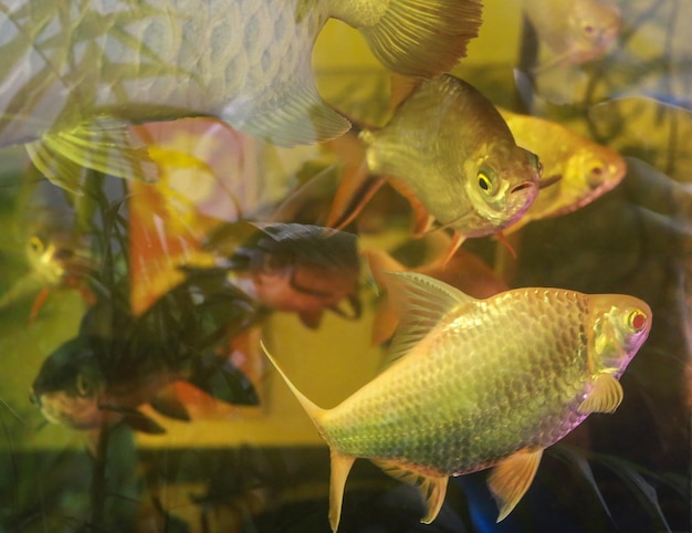 Peces de fondo en un acuario detrás de un vidrio