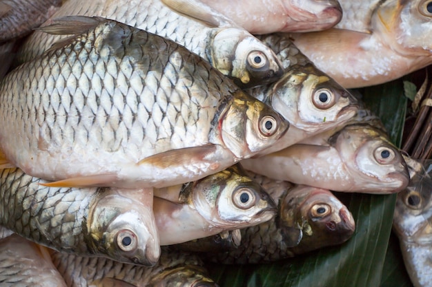 Los peces frescos se acumulan en una tienda de comestibles