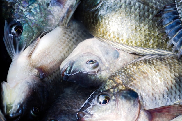 peces frescos de tilapia en el mercado de pescado, Tailandia