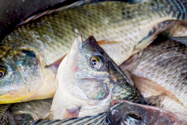 peces frescos de tilapia en el mercado de pescado, Tailandia