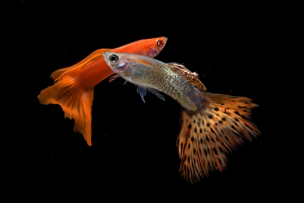 Peces guppy de colores en negro