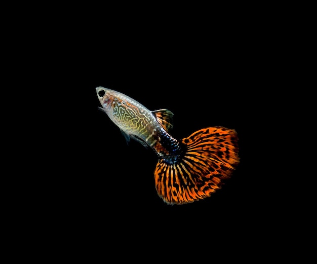 Peces guppy mascota aislado sobre fondo negro