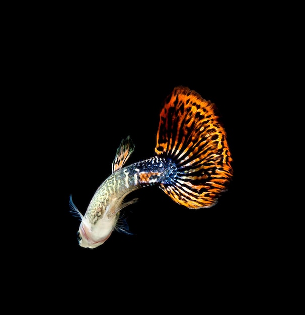 Peces guppy mascota aislado sobre fondo negro