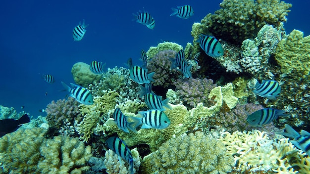 Peces hermosos, diversos e interesantes que viven en los magníficos arrecifes del Mar Rojo.