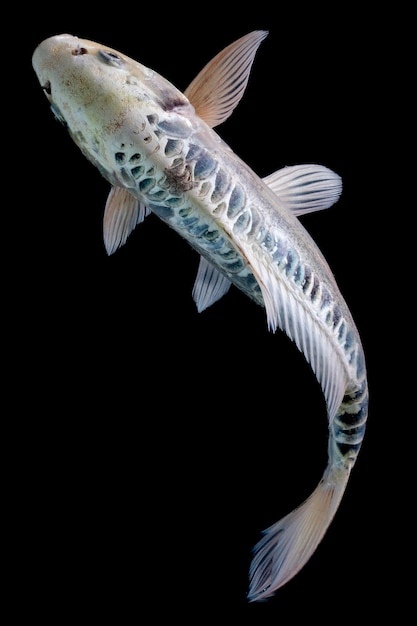 Peces Koi aislados en fondo negro Peces dorados en el acuario