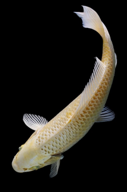 Peces Koi aislados en fondo negro Peces dorados en el acuario