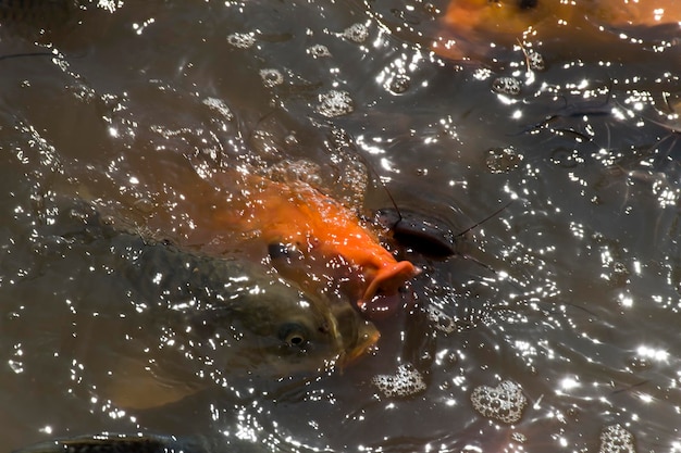 Los peces koi de color naranja y negro luchan por la comida en el agua.