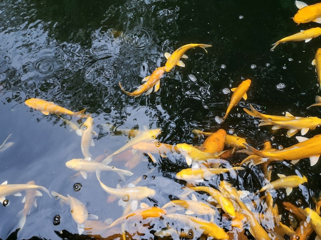 Peces Koi coloridos o peces carpa de lujo en el estanque.