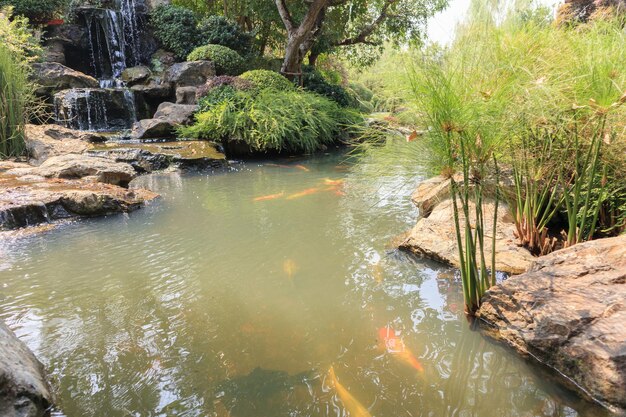 Peces koi en el estanque del jardín