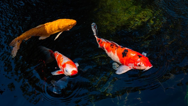 Peces Koi de fantasía o carpas de fantasía nadando en un estanque de peces de estanque negro Mascotas populares para la relajación y el significado del feng shui