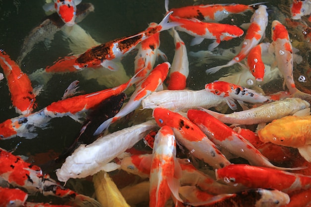 Peces Koi con hermosos colores nadan en el estanque.