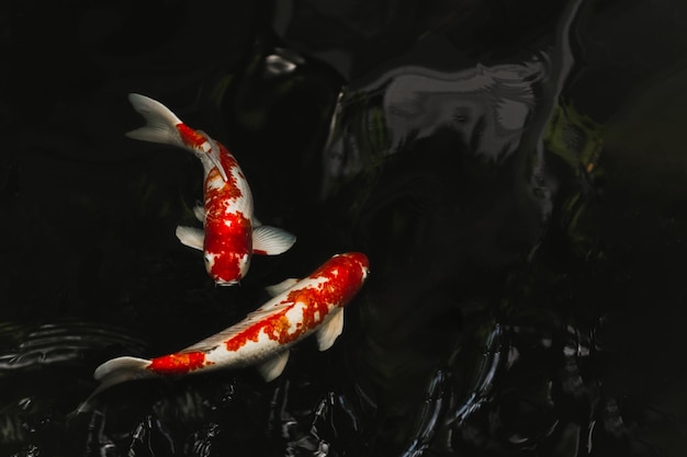 Peces Koi de Japón nadando en un estanque en fondo negro