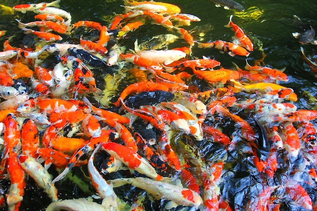 Peces Koi nadan en el estanque