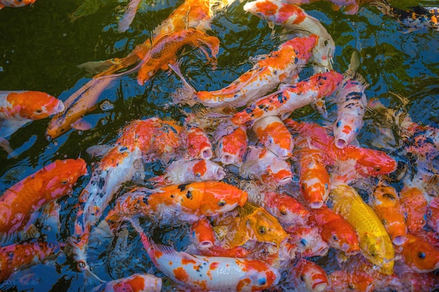 Los peces koi nadan en estanques artificiales con un hermoso fondo en el estanque transparente Coloridos peces decorativos flotan en un estanque artificial vista desde arriba