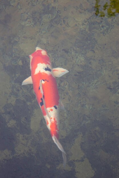 Peces koi nadando en el jardín del estanque, Stock Photo