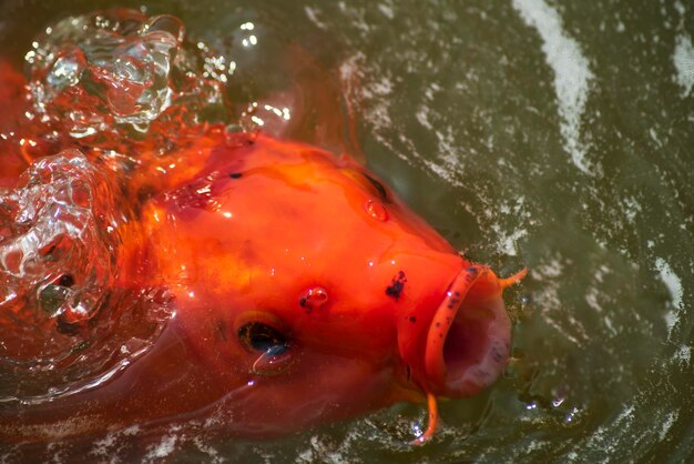 Foto peces koi nadando en la piscina