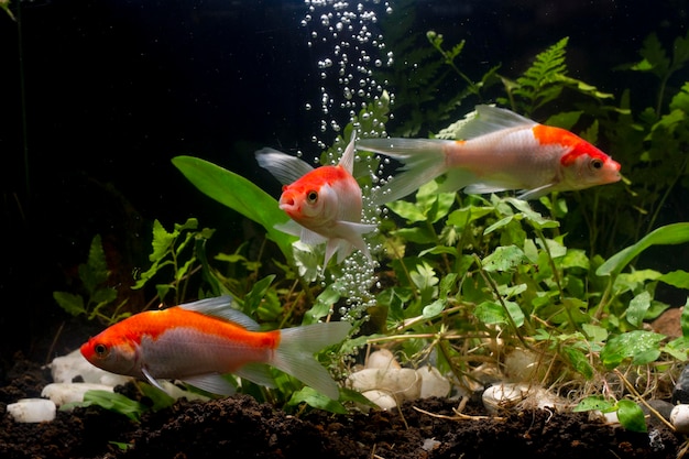 Foto peces koi plantas de agua verde de fondo