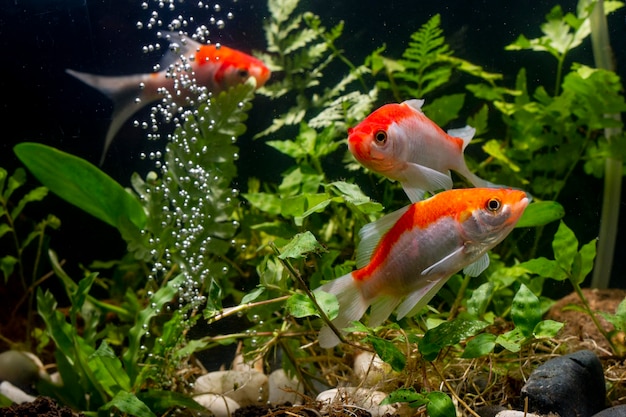 Peces Koi Plantas de agua verde de fondo