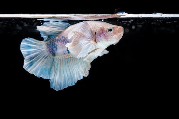 Peces luchadores (Betta splendens) Peces con una hermosa variedad