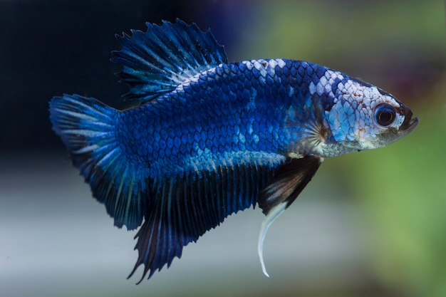 Peces luchadores (Betta splendens) Peces con un hermoso