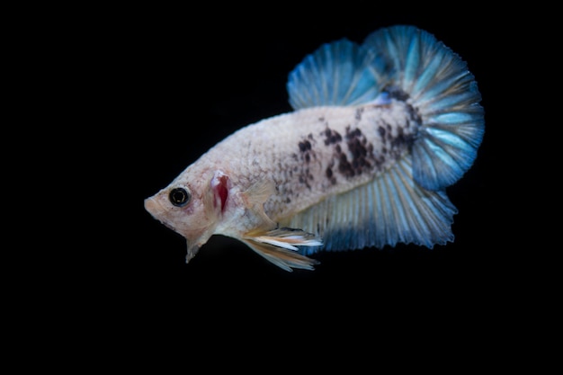 Peces luchadores (Betta splendens) Peces con un hermoso