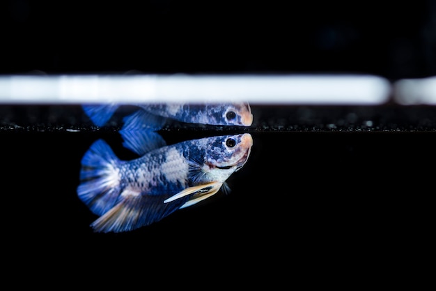 Peces luchadores (Betta splendens) Peces con un hermoso