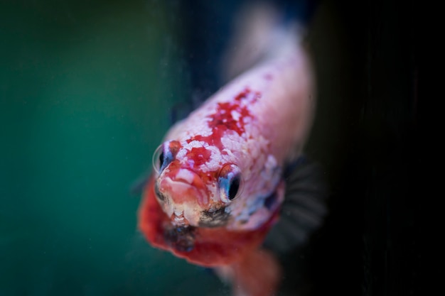 Peces luchadores (Betta splendens) Peces con un hermoso