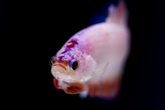 Peces luchadores (Betta splendens)